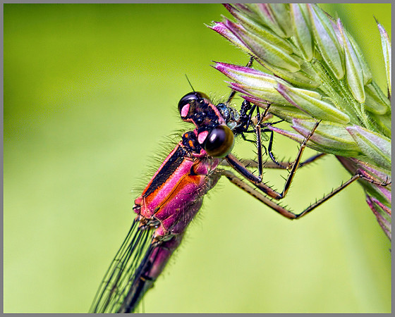 Female Blue-tailed Damselfly (Ischnura elegans), Monk Wood, 18 June 2013