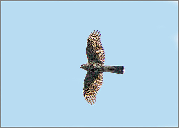 Juvenile Eurasian Sparrowhawk (Accipiter nisus), Upton Warrren NR  2015