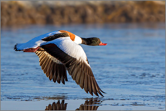 Female Shelduck (tadorna tadorna), Slimbridge WWT January 2016