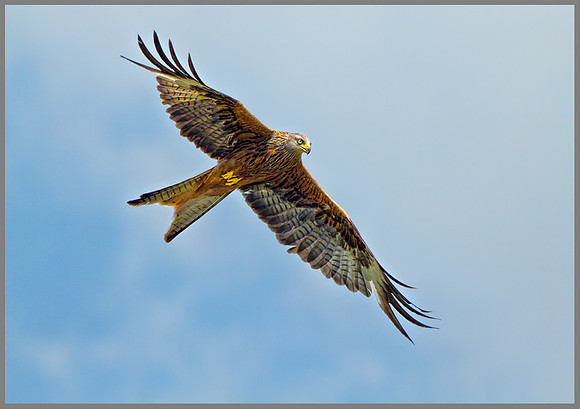 Red Kite (Milvus milvus), Wales, July 2013