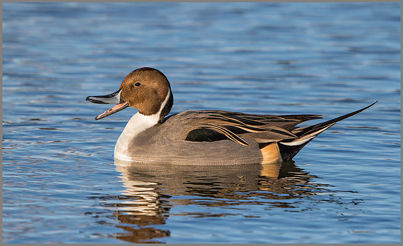 Drake Pintail (Anas acuta), Slimbridge WWT January 2016