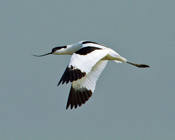 Avocet, Upton Warren Flashes, 28 March 2011
