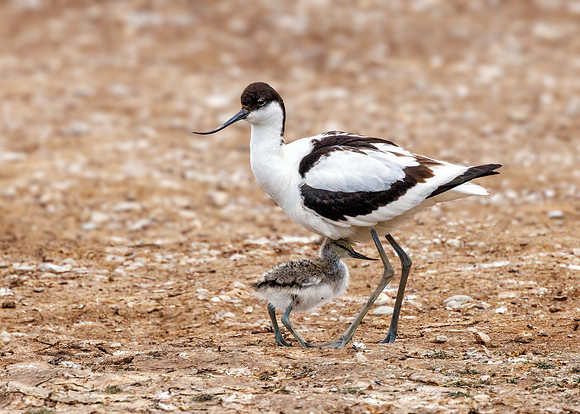 Pied Avocet with chick - Recurvirostra avosetta, Upton Warren NR, May 2022