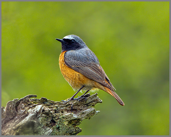 Male Redstart (Phoenicurus phoenicurus), Wales, 22 May 2013