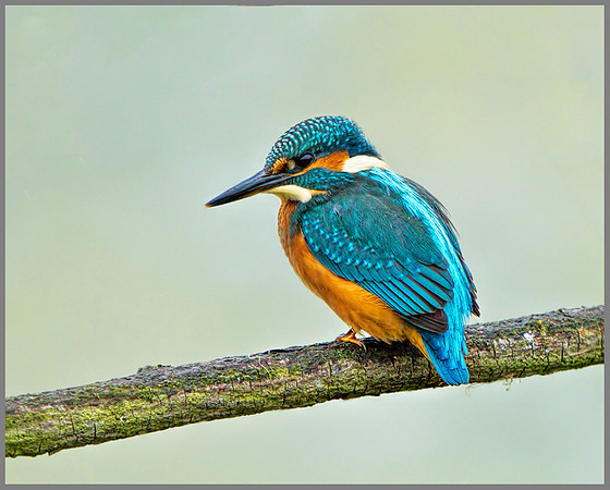 Kingfisher (Alcedo atthis), Upton Warren, June 2013