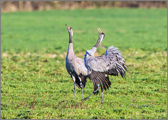 Common Cranes (Grus grus), Slimbridge WWT December 2015