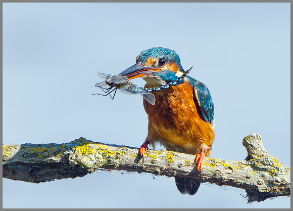 Kingfisher (Alcedo atthis), Upton Warren, September 2014