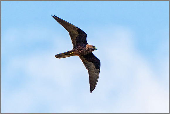 Eleonora's Falcon (Falco eleonorae), Mallorca, May 2016
