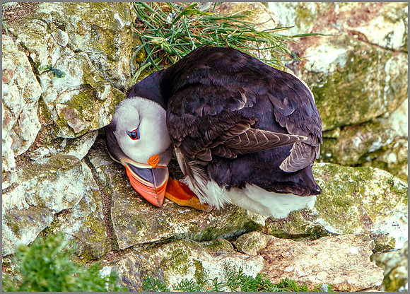 Atlantic Puffin (Fratercula arctica). Bempton Cliffs, July 2016