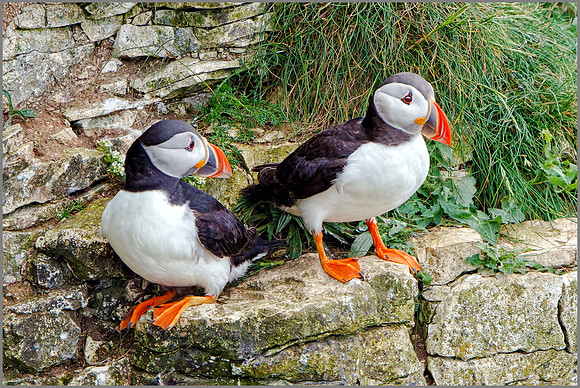 Atlantic Puffins (Fratercula arctica). Bempton Cliffs, July 2016