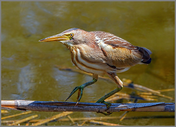 Female Little Bittern (Ixobrychus minutes), Mallorca, May 2016