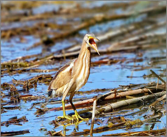 Female Little Bittern (Ixobrychus minutes), Mallorca, May 2016