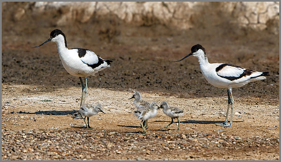 Avocets (Recurvirostra avosetta), Upton Warren NR, June 2016_6198