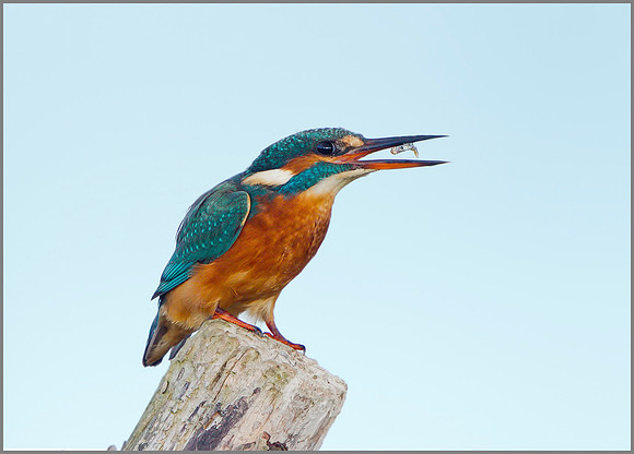 Female Kingfisher (Alcedo atthis), Upton Warren, September 2014