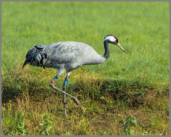 Common Crane (Grus grus), Slimbridge WWT, October 2013