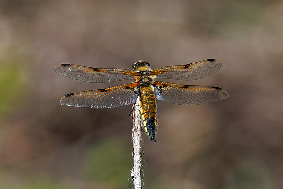 Four-spotted Chaser - Libellula quadrimaculata, Worcestershire, June 2023