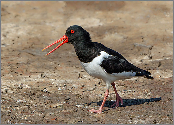 Eurasian Oystercatcher (Haematopus ostralegus), Upton Warren NR, June 2016