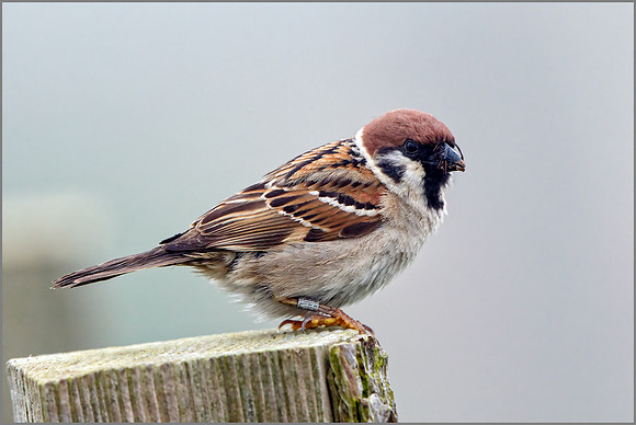 Tree Sparrow (Passer montanus), RSPB Bempton, June 2016