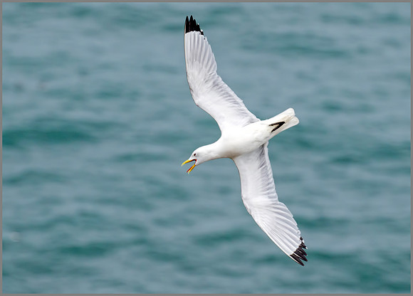 Black-legged Kittiwake (Rissa tridactyla), RSPB Bempton, June 2016