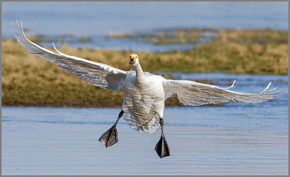 Bewick's Swan (Cygnus columbianus bewickii), Slimbridge WWT, February 2016