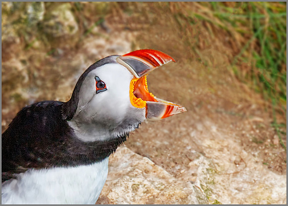 Atlantic Puffin (Fratercula arctica). Bempton Cliffs, July 2016