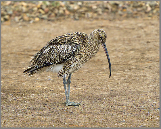 Curlew (Numenius arquata), Upton Warren, 09 August 2013