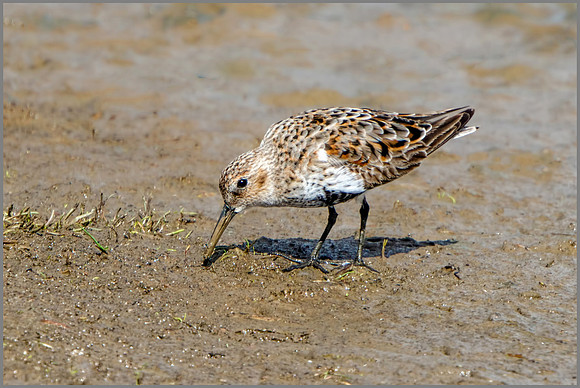 Dunlin (Calidris alpina), Upton Warren NR, April 2016