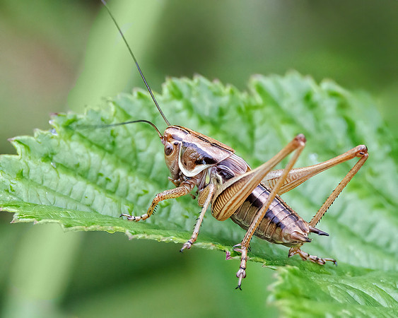 Roesel's Bush-cricket - Metrioptera roeselii, Worcestershire, July 2023