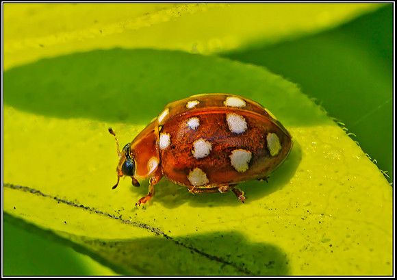Cream-spot Ladybird (calvia 14-guttata), Garden, 05 July 2012