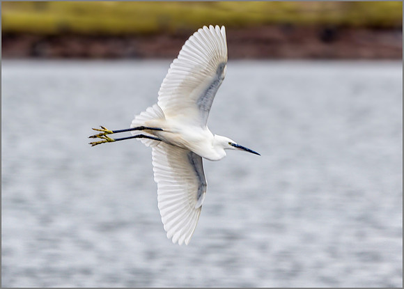 Little Egret (Egretta garzetta), Upton Warren NR, February 2016