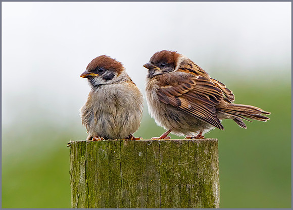 Juvenile Tree Sparrows (Passer montanus), RSPB Bempton, June 2016