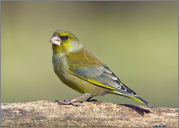 Greenfinch, Bromsgrove, 14 April 2010
