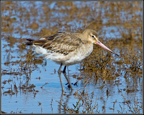 Black-tailed Godwit, Norfolk, April 2012
