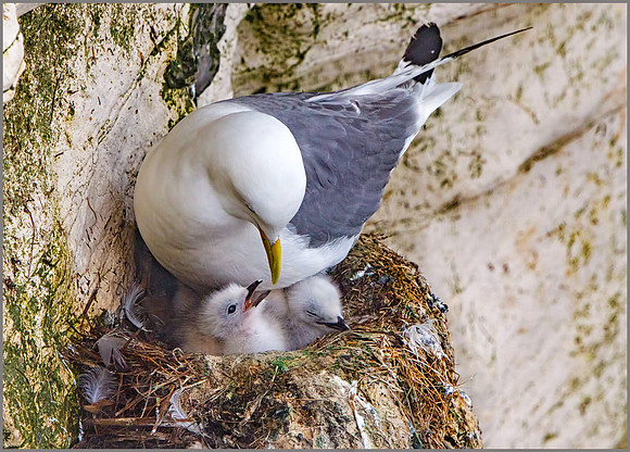 Black-legged Kittiwakes (Rissa tridactyla), RSPB Bempton, June 2016
