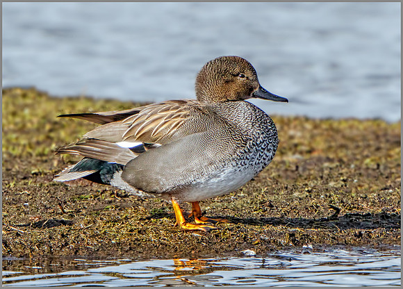 Drake Gadwall (Anas strepera), Marsh Lane NR, February 2016