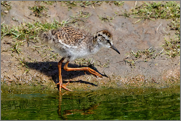 Common Redshank Chick (Tringa totanus), Upton Warren NR, July 2016