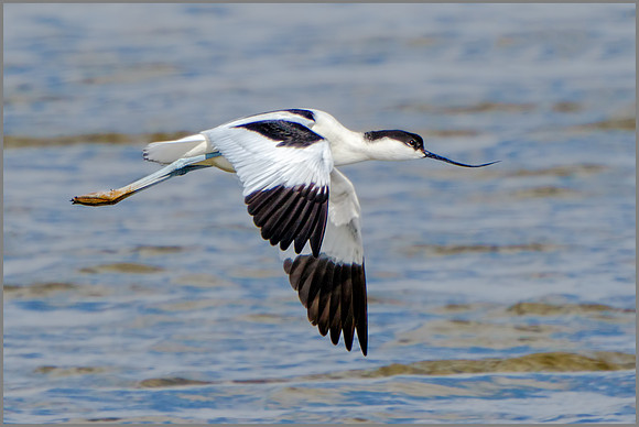 Avocet (Recurvirostra avosetta), Upton Warren NR, April 2016