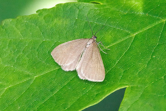Drab Looper - Minoa murinata, Worcestershire, May 2023
