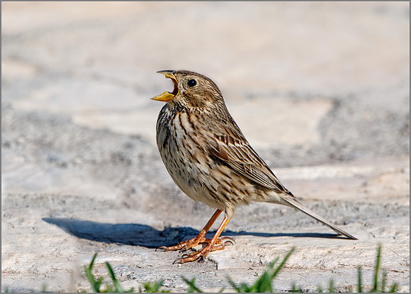 Corn Bunting (Miliaria calandra), Mallorca, May 2016