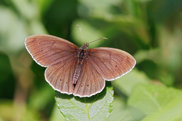 Ringlet - Aphantopus hyperantus, Worcestershire, June 2023