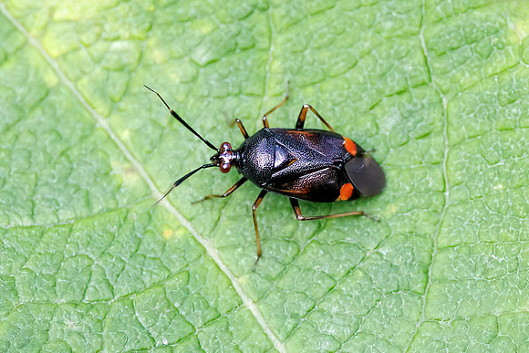 Red-spotted Plant Bug - Deraeocoris ruber, Worcestershire, 17 June 2023