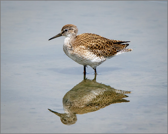 Juvenile Common Redshank (Tringa totanus), Upton Warren NR, July 2016