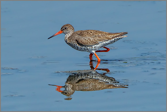 Common Redshank (Tringa totanus), Upton Warren NR, June 2016