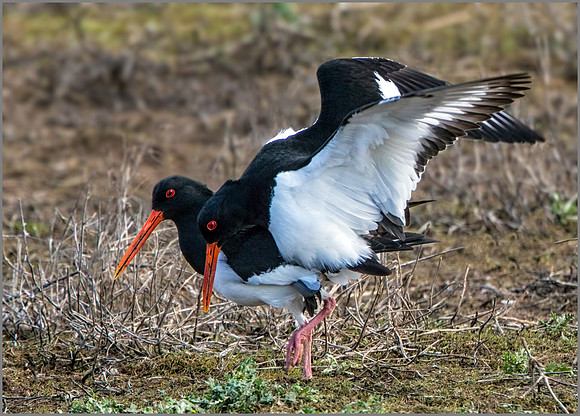 Oystercatchers mating (Haematopus ostralegus), Upton Warren NR, March 2016