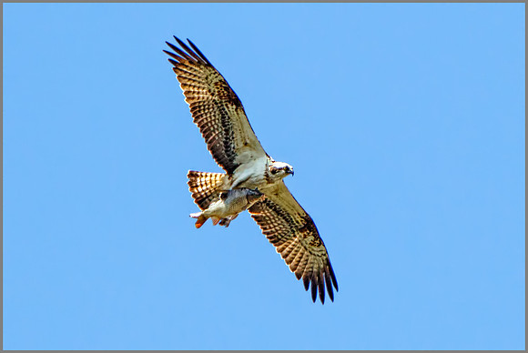Osprey (Pandion haliaetus), Mallorca, May 2016