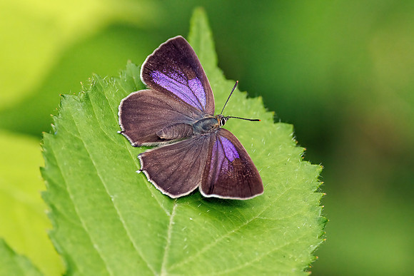 Purple Hairstreak - Favonius quercus, Worcestershire, July 2023