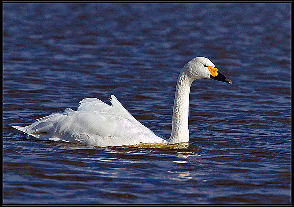 Bewick's Swan, Slimbridge, March 2011