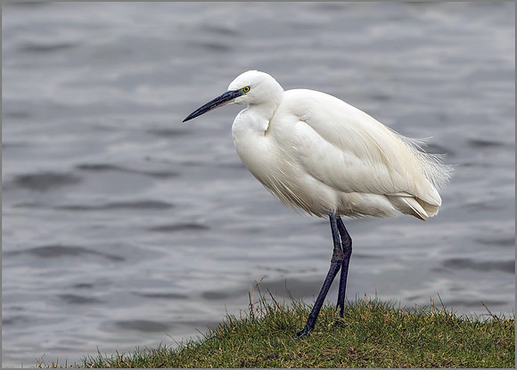 Little Egret (Egretta garzetta), Upton Warren NR, February 2016