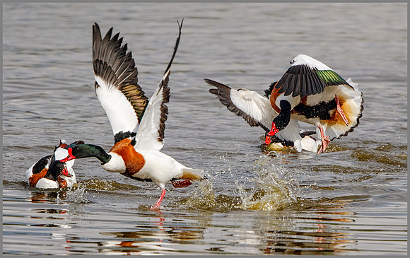 Drake Shelducks (Tadorna tadorna), Upton Warren NR, April 2016
