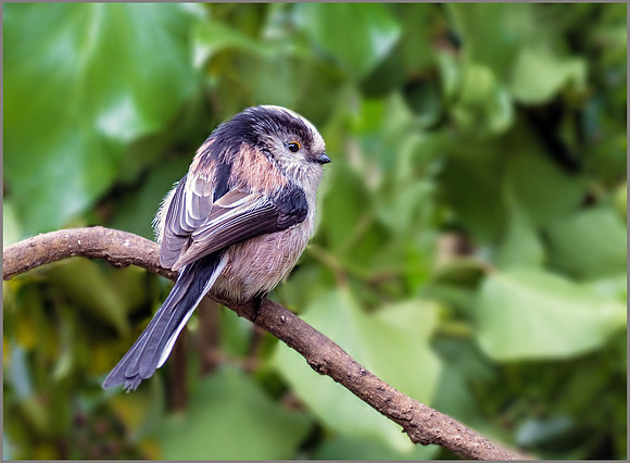Long-tailed Tit (Aegithalos caudatus), Warwickshire, March 2016